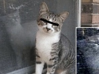 ちょ、にゃんてことしてくれるんニャ！猫による猫たちの背後に落とされたフォトボムをご覧ください