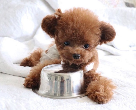 テディベアかと思ったら動くんです！ボウルをくわえて水をおねだりする愛らしい小さな子犬