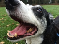 フンの処理は飼い主の仕事。犬の責任ではない。画像はイメージです（BoogaLhasaさん撮影、Flickrより）