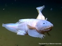 これまでで最も深い場所に生息する魚が日本近海で発見される。水深8330メートル