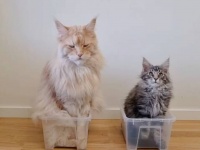 あこがれの伯父ちゃんみたいな猫になる！メインクーンの子猫、カッコイイにゃんこを目指して修行中？
