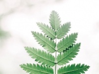 【四緑木星】2021年前半の運勢