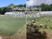 ヤギの除草効果がすごい！5時間で雑草がきれいになっていく様子をタイムラプスで