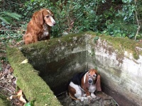 助けを待って1週間！溝に落ちた仲間のそばを片時も離れずにいた犬