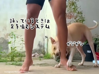 飼い主が踊っていると足を噛むシステムの犬。もはやセットのダンシングオールタイム