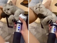 小顔効果狙い？マッサージ器具を自ら顔に押し当てプルプルする猫