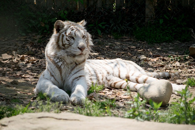 ホワイトタイガー（White tiger）