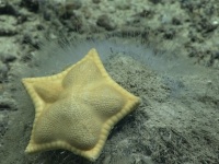 おいしそうすぎる？アメリカ南東部の深海でラビオリのようなヒトデを発見