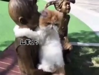 面白くてかわいい！インスタグラムで話題となった猫動画5連発