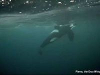世界初、瀕死のシャチが沈まないよう必至で体を支え助けようとする2頭の若いシャチの姿が捉えられる