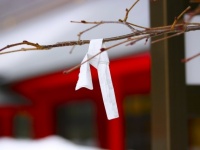 おみくじで確定した〝最高の１年〟に16万人から羨望　「想像したら幸せすぎ」「あまりにもこれになりたい」