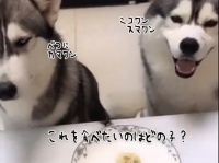 2匹のハスキーのおやつに対する反応。だがこの後思わぬ事態を引き起こすこととナール。