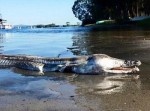 顔はワニで体がヘビのような謎の生物が打ち上げられる…