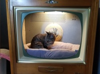 お父さんが張り切ってテレビを改造、完璧な猫用ベッドに変えてしまう