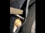 どうやって入ったんだ…？　脱走したハムスターが意外なところで発見される。