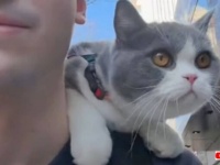 「風の街」で風を感じて冒険しよう！ご主人の肩に乗って街を散歩する猫