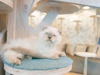 にゃんこと竹下通りで