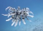鳥の羽みたいな海中生物・ウミシダが優雅に泳ぐ映像。