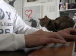 かまってニャァ！！　パソコンをいじるご主人の腕に潜り込む猫。