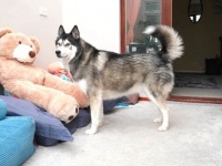 ハスカミュートの前でかくれんぼ？テディベアの巨大着ぐるみにくるまってみた結果