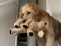 「パパが家に居る証」見つけたと思ったのに...　〝推理〟外したションボリ犬に3.5万人もん絶
