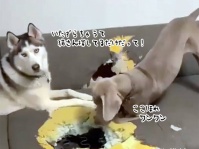 ママさん、猫ここにいたよ！犬たちの捜索が激しすぎた件