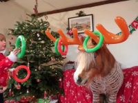 マランダーからのメリークリスマス！素敵なホリデーシーズンになりますように…
