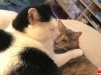 これは運命の出会いに違いない！目の見えない猫と耳の聞こえない猫、愛し愛され今日もイチャコラがとまらない