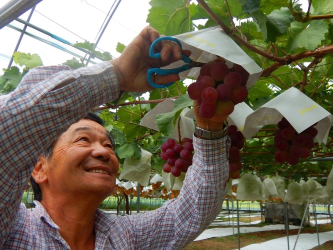 世話される個性豊かなブドウが、未来あふれる子供達のようにも見えてくる