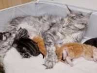 子猫たちの名前を発表するよ！「アイザックにガリレオ…」メインクーンの子猫たちに、偉人にちなんだ名前がつけられたもよう