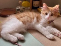 ルームメイトが仕事の邪魔をするんです…海外掲示板に猫に関する相談が寄せられていた。