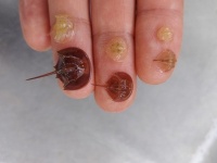 ちっちゃくて、可愛すぎ！　〝ミニカブトガニ〟たちの脱皮の様子が話題に「自然の造形美」「ネイルかと思った」
