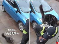 そこに肩があるから登る！猫にロックオンされた配達員