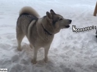 まだ外で遊んでいたいハスキー、飼い主の呼びかけに全力拒否の「ノォオオオオ！！」