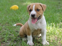 犬の「顔なめ」で入院！？ペットとのキスには注意が必要な場合も