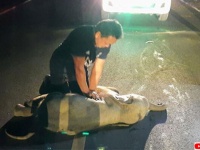 バイクにはねられたゾウの赤ちゃんが救急隊員の心臓マッサージで一命をとりとめる（タイ）