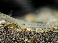 春！しろうおが来た！