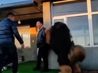 巨大みがすぎる！クマかと思ったら犬だった