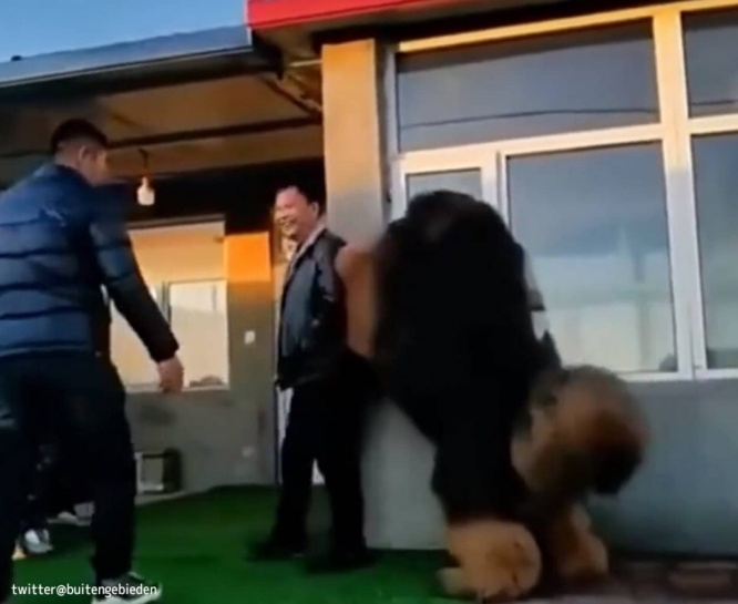 巨大みがすぎる！クマかと思ったら犬だった