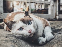 猫の寄生虫が人間の思考と行動を変える？失敗を恐れない起業家とトキソプラズマの関係（米研究）