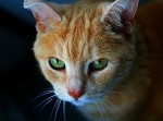 【酷すぎ】猫に熱湯をかけて殺す…　野良猫１０匹を殺したアルバイト男性を逮捕