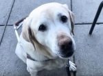 レジカウンターから空いてるテラス席まで。 賢い盲導犬がスタバでもきっちりエスコート！