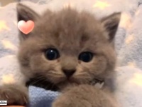 みんないい夢が見られますように…！とろけそうな子猫にうっとろりんと癒される動画