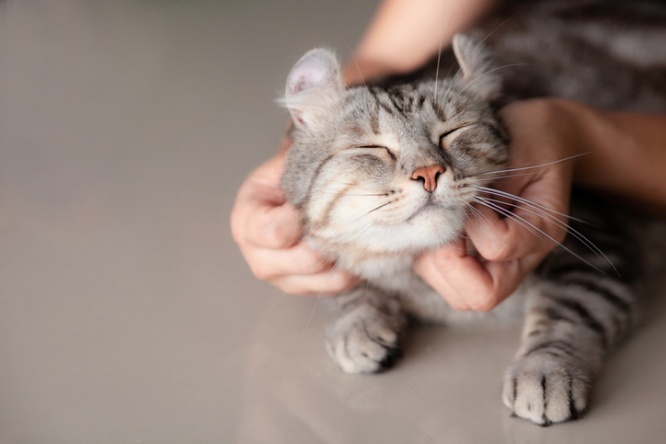 猫が発達障害を改善させる