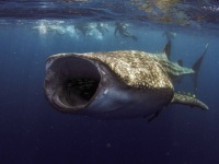 地球上最大の雑食動物はジンベエザメであることが判明。海藻も大量に食べていた