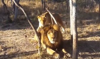 背後からそーっと近づくメスライオン・・・気づいたオスライオンがビビりまくる動画が話題に