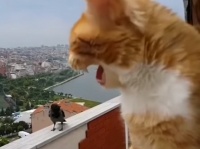 何の交渉をしているのだろう？カラスと会話している猫（要音声）