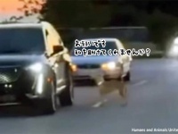 誰か私を助けてくれませんか？渋滞中の車一台一台に近づきお願いする迷い犬
