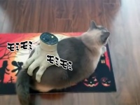 ハロウィンも近いし、ゾンビの手で猫をマッサージしてみた。