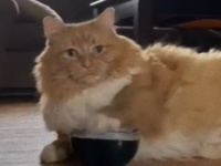 省エネ仕草でおやつを要求。猫のゾーイさん、ボウルを片手で操りおやつをほしがる